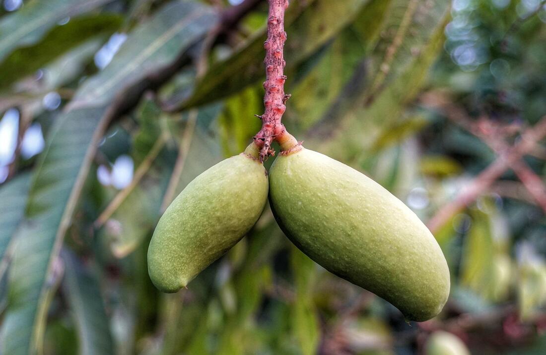 mango growing