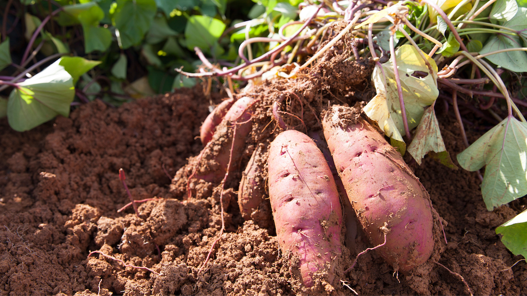 sweet potato grows in the ground