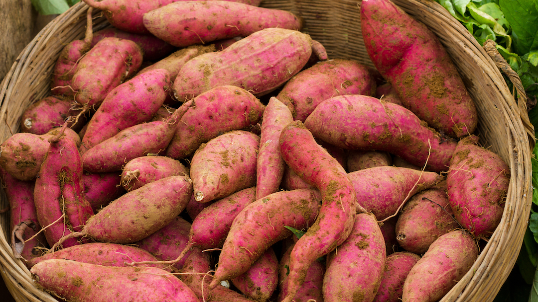 sweet potato after its picked